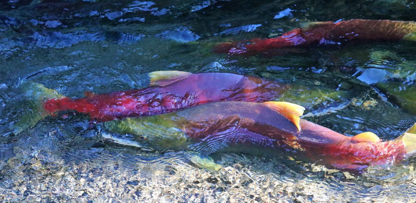 Coho salmon spawning