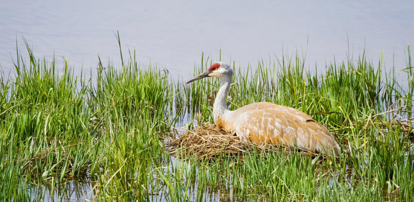 Sandhill crane