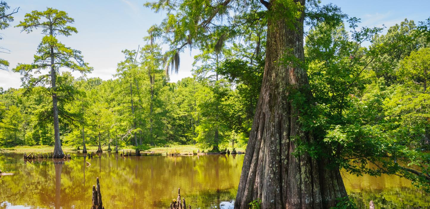 Cypress tree, Mississippi