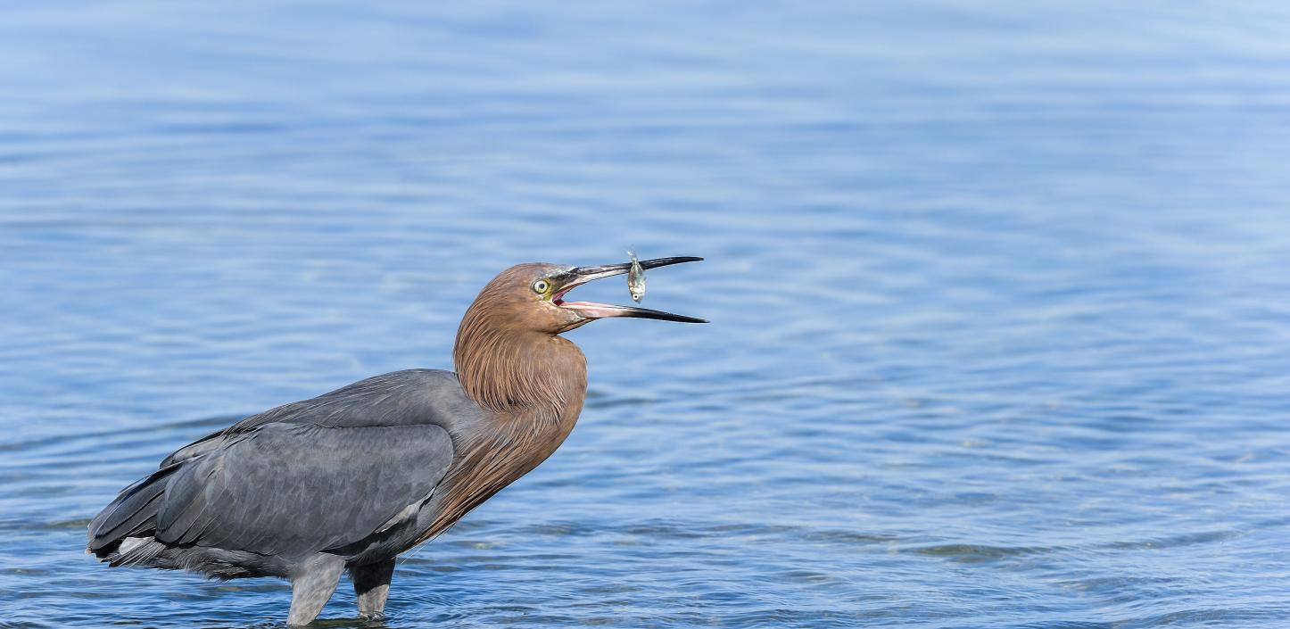 Reddish egret