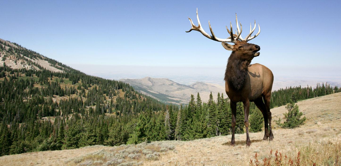 Elk standing in Yellowstone National Park