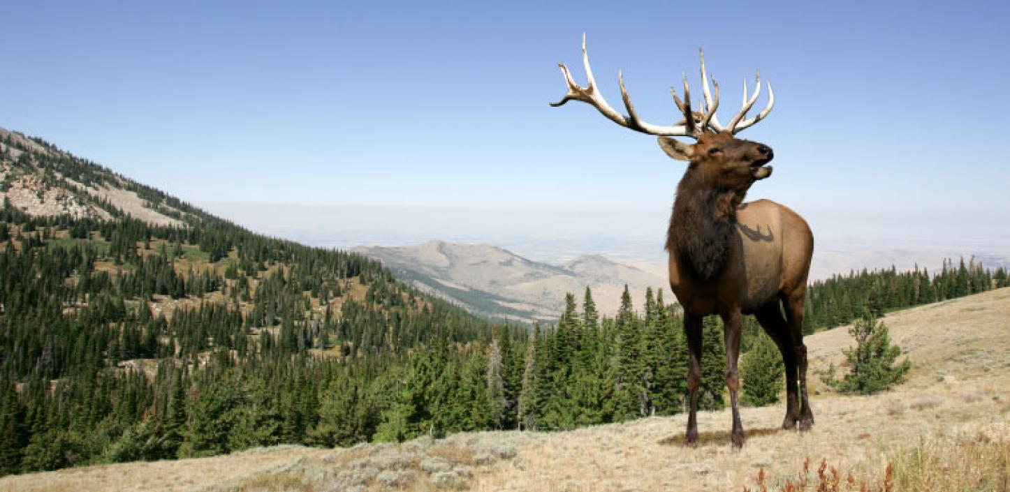 Elk