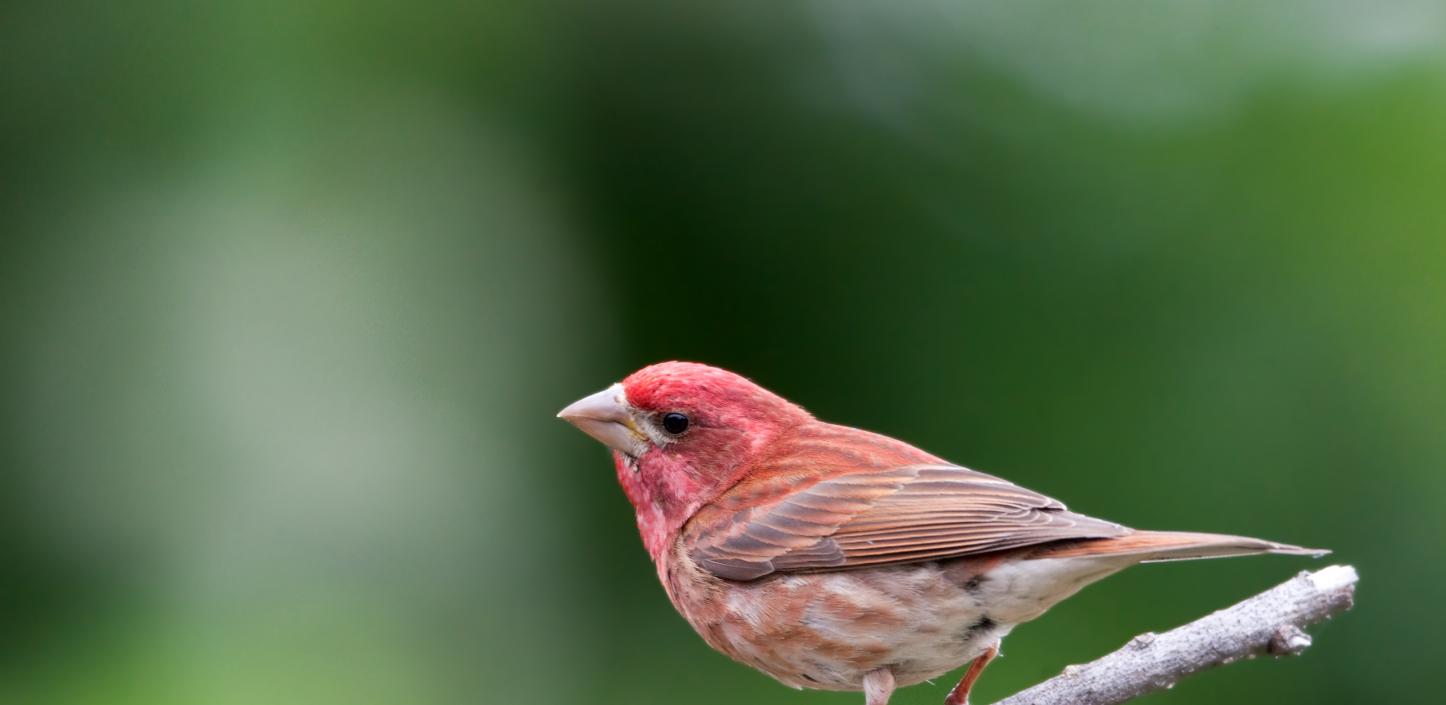 Purple finch