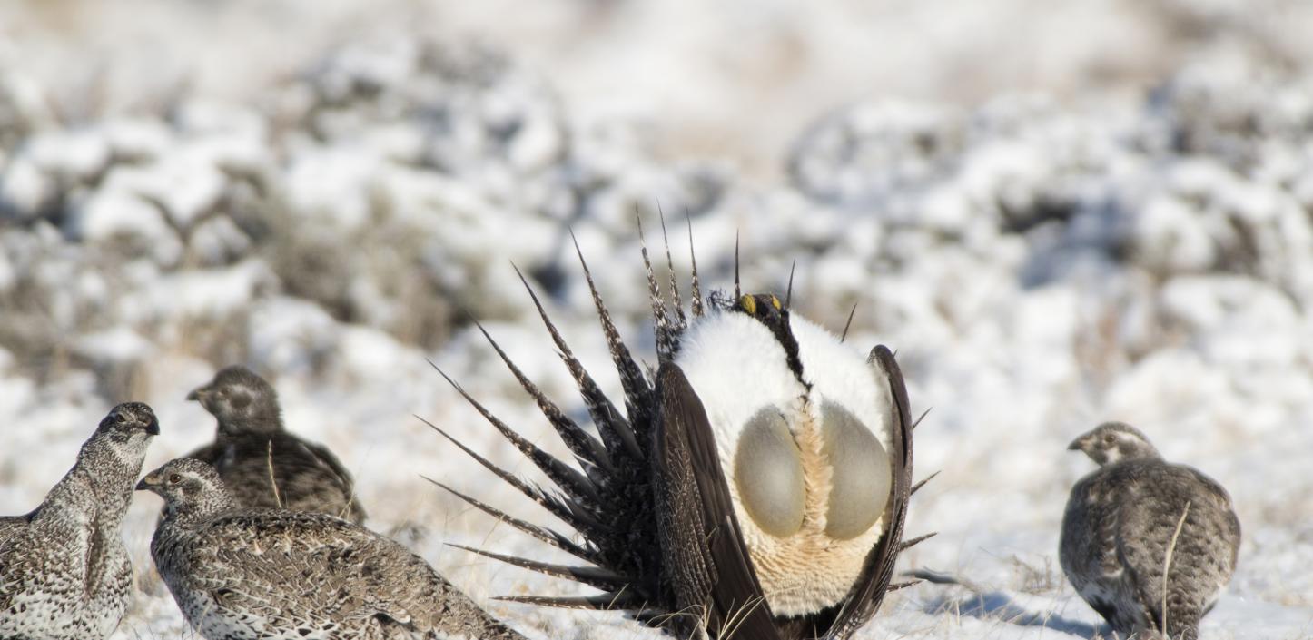 Sage-grouse