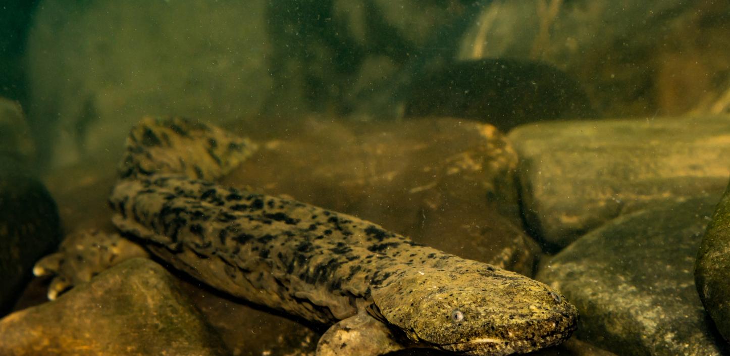 Eastern hellbender