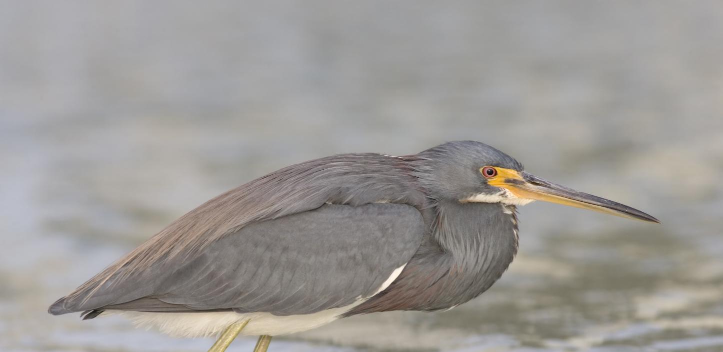 Tri-colored heron