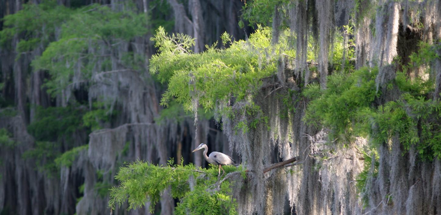 Blue heron in a cypress swamp in Louisiana