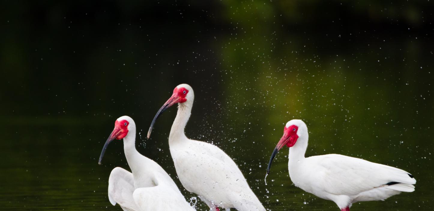 White ibis