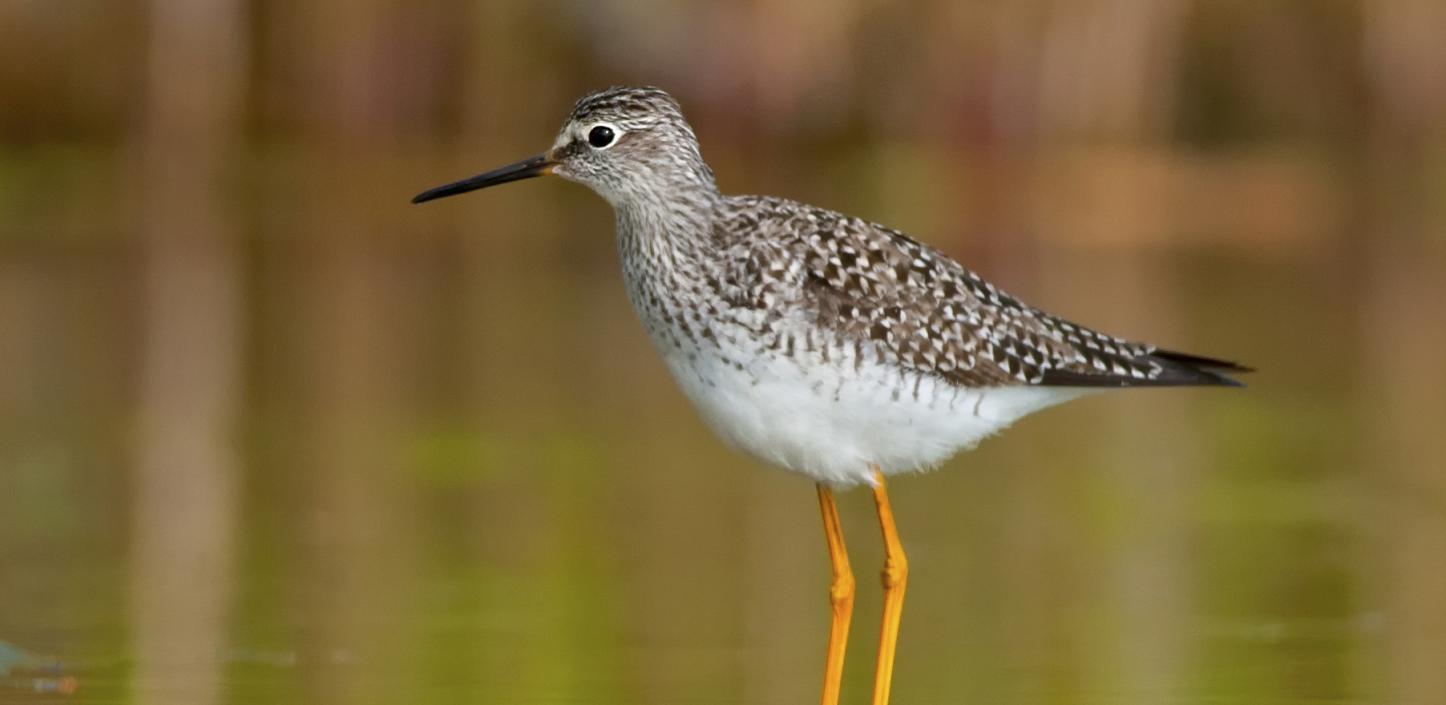 Lesser yellowlegs