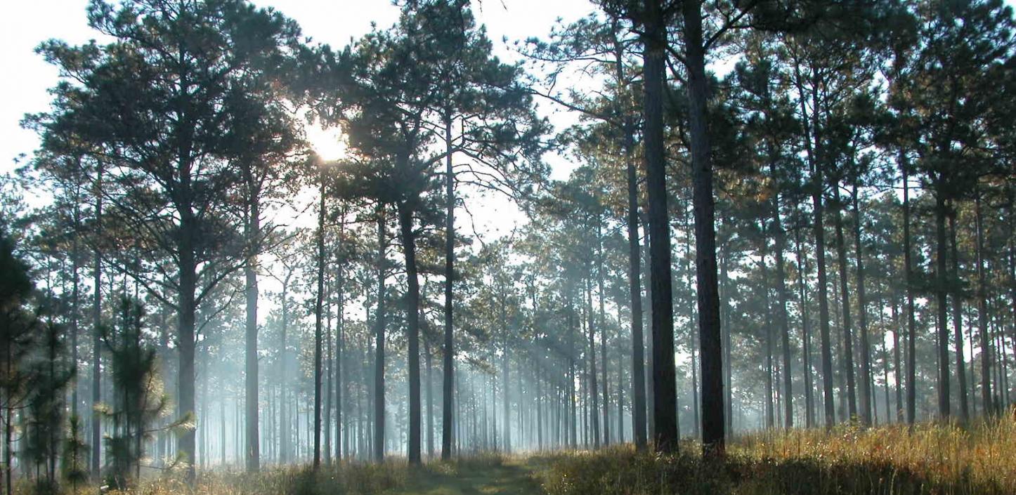 ​Longleaf pine forest