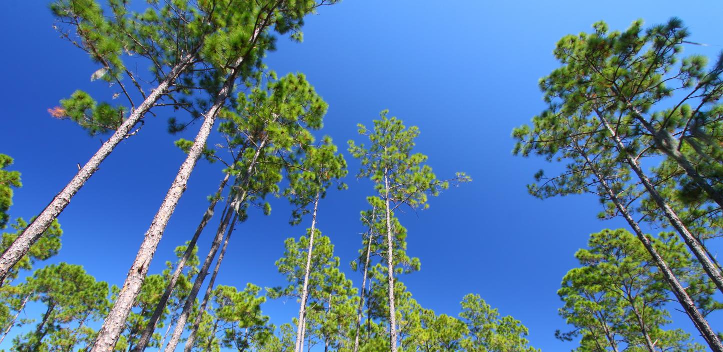 Longleaf pine