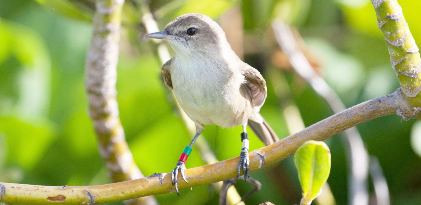 Millerbird, Laysan Island