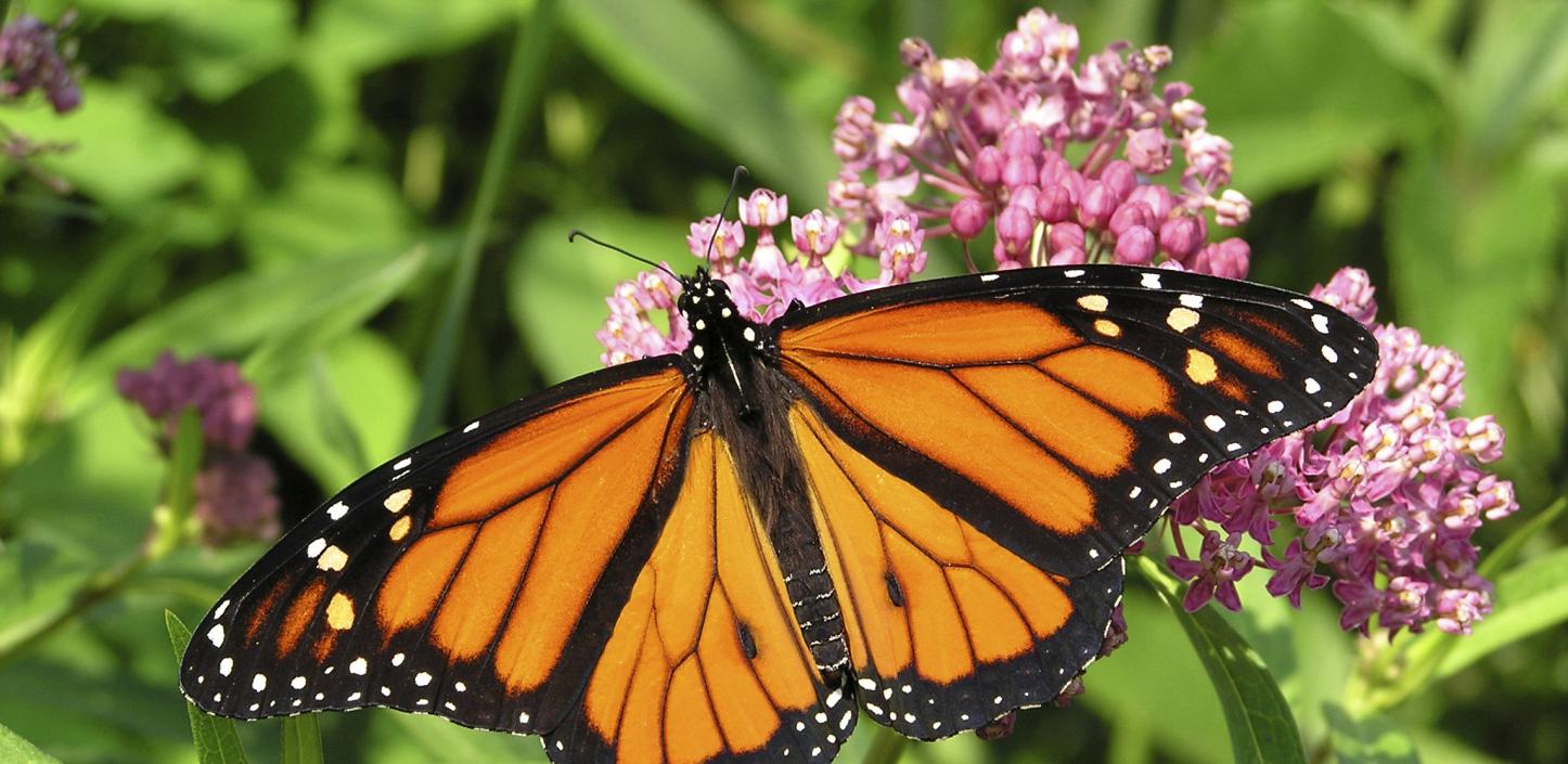 ​Monarch butterfly on milkweed