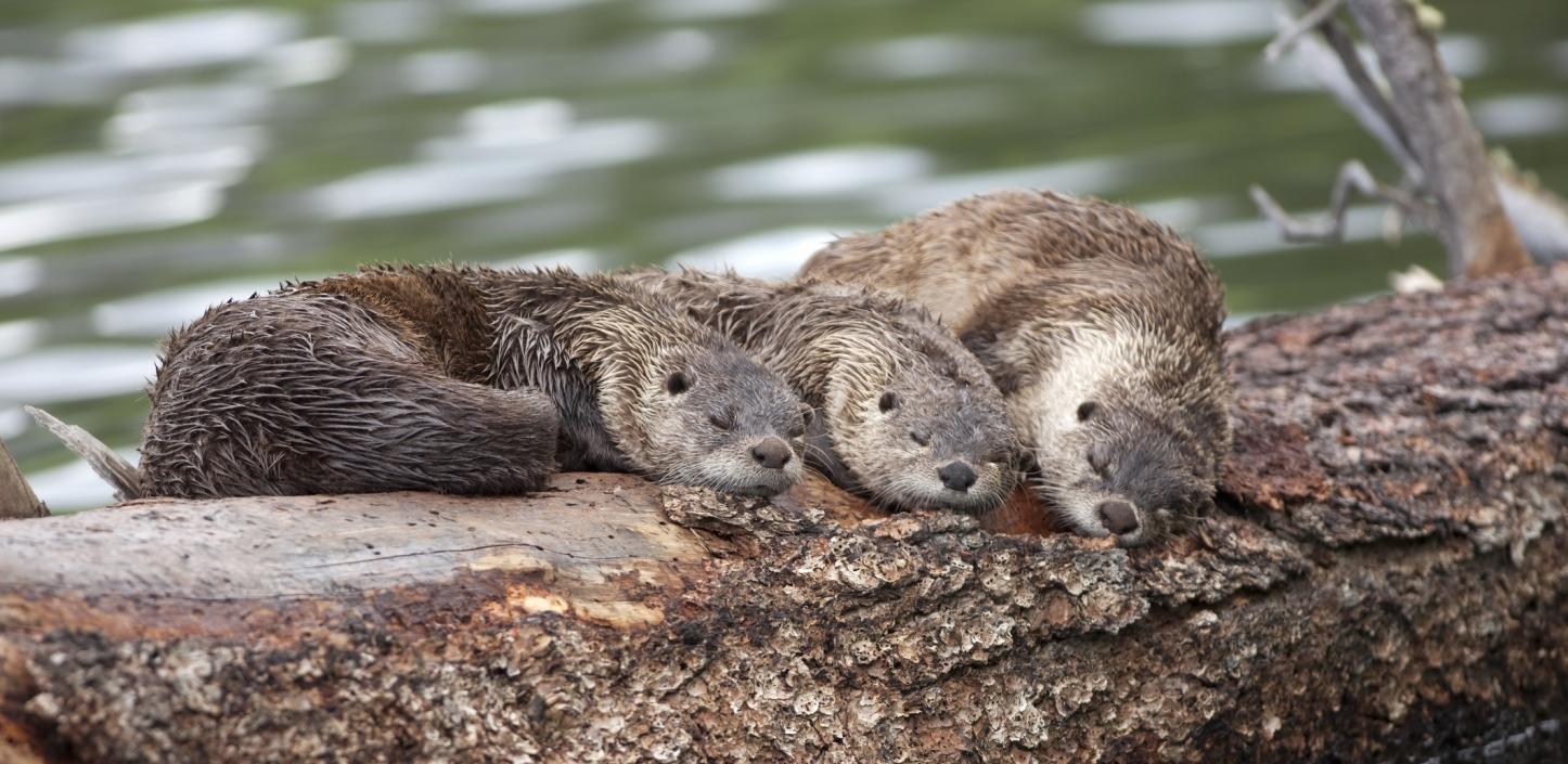 River otters