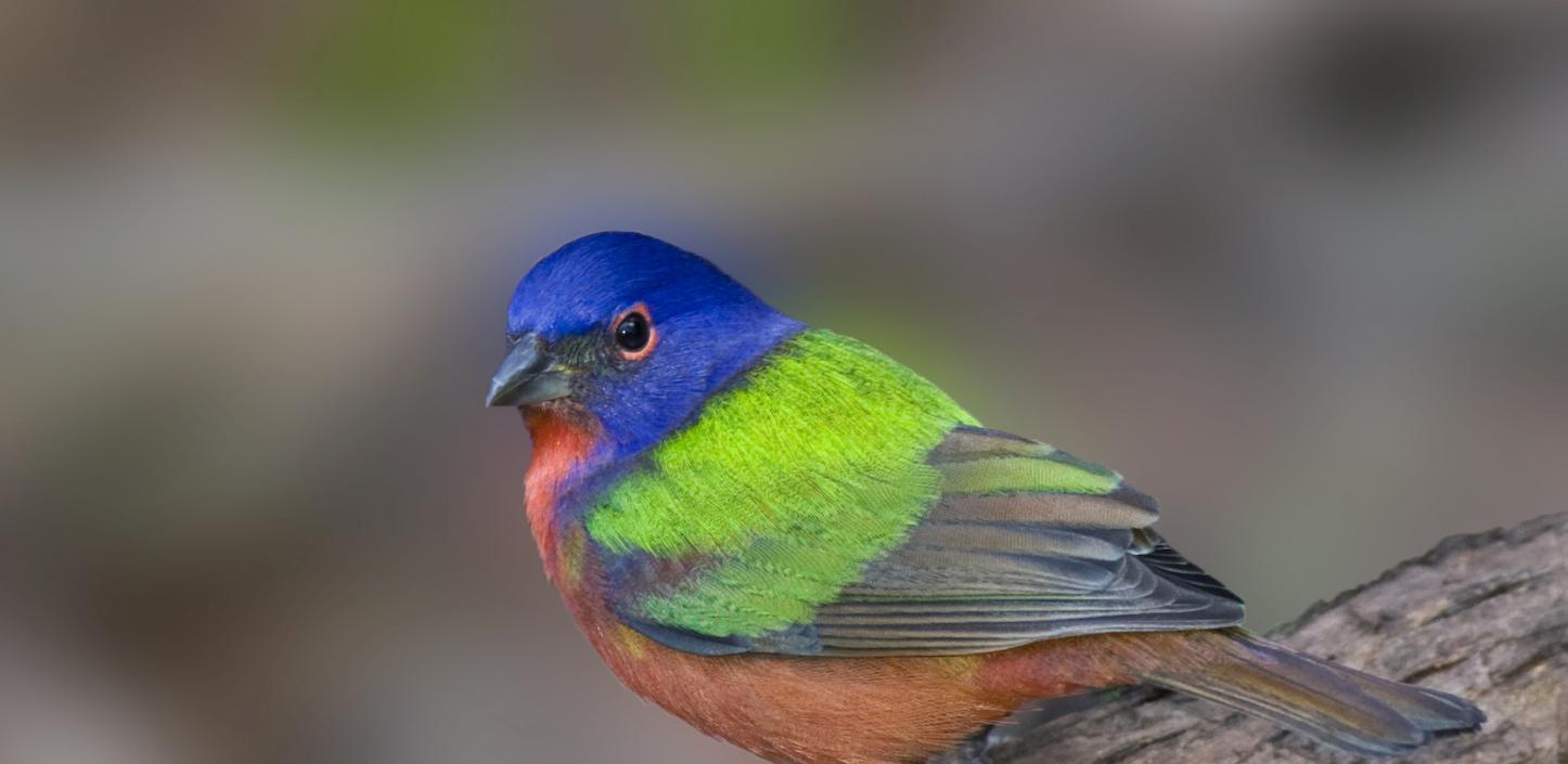 Painted bunting