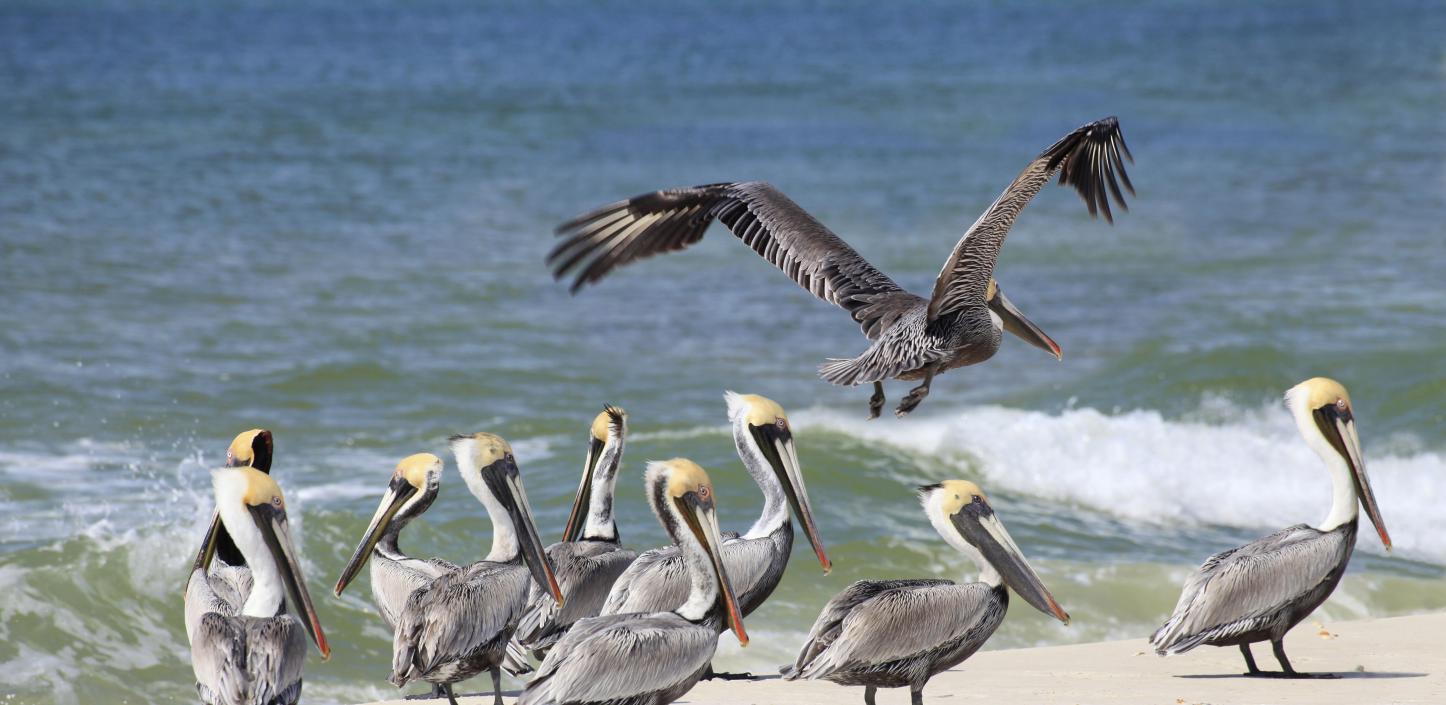 Brown pelicans