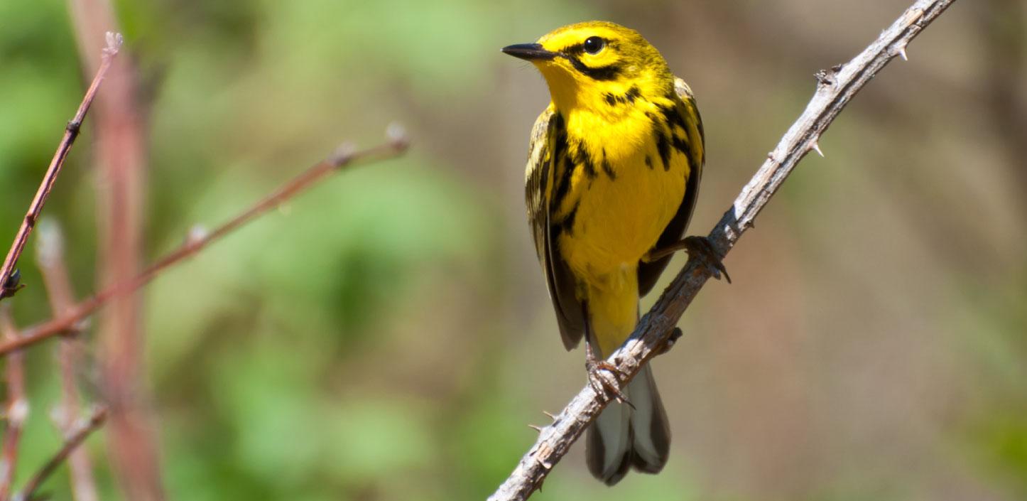 Prairie warbler in a tree