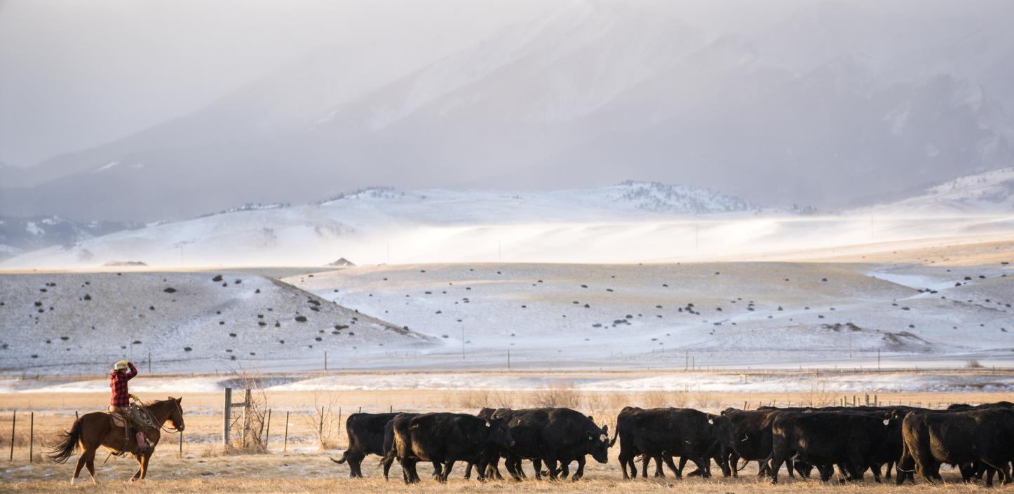 Rancher, Absaroka Range 