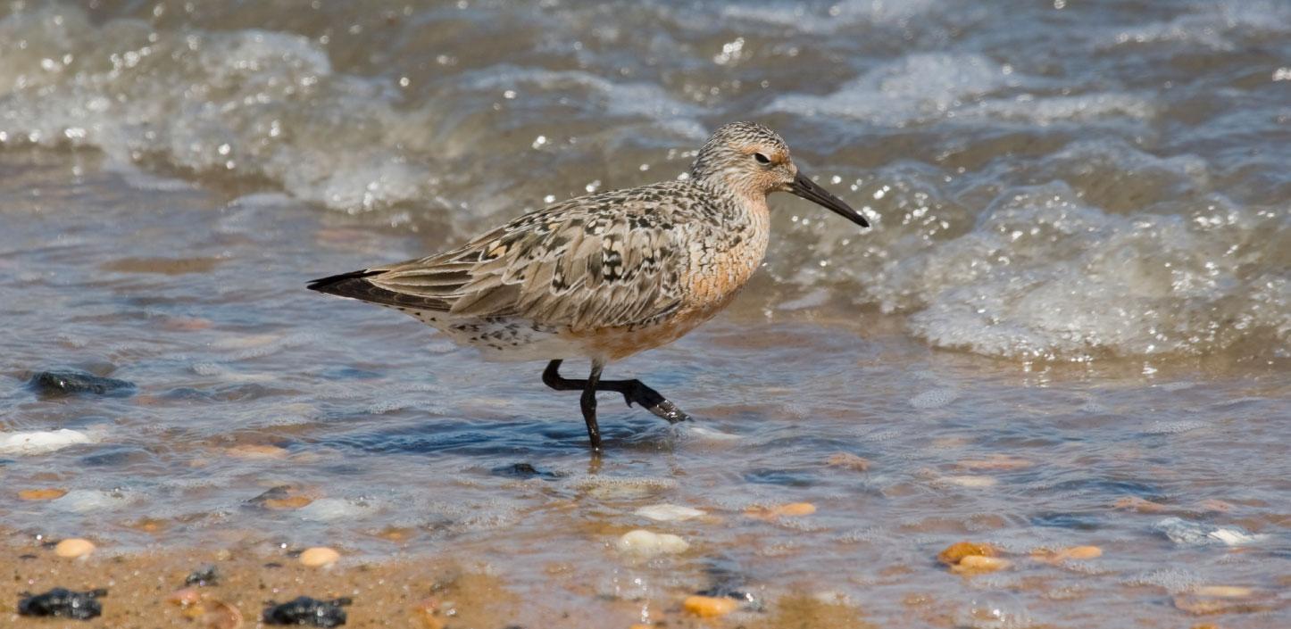 Red knot, Delaware Bay