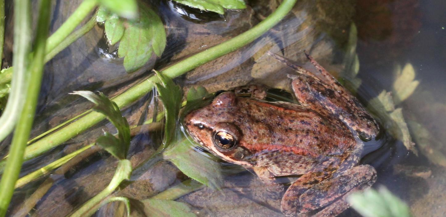 Red-legged frog