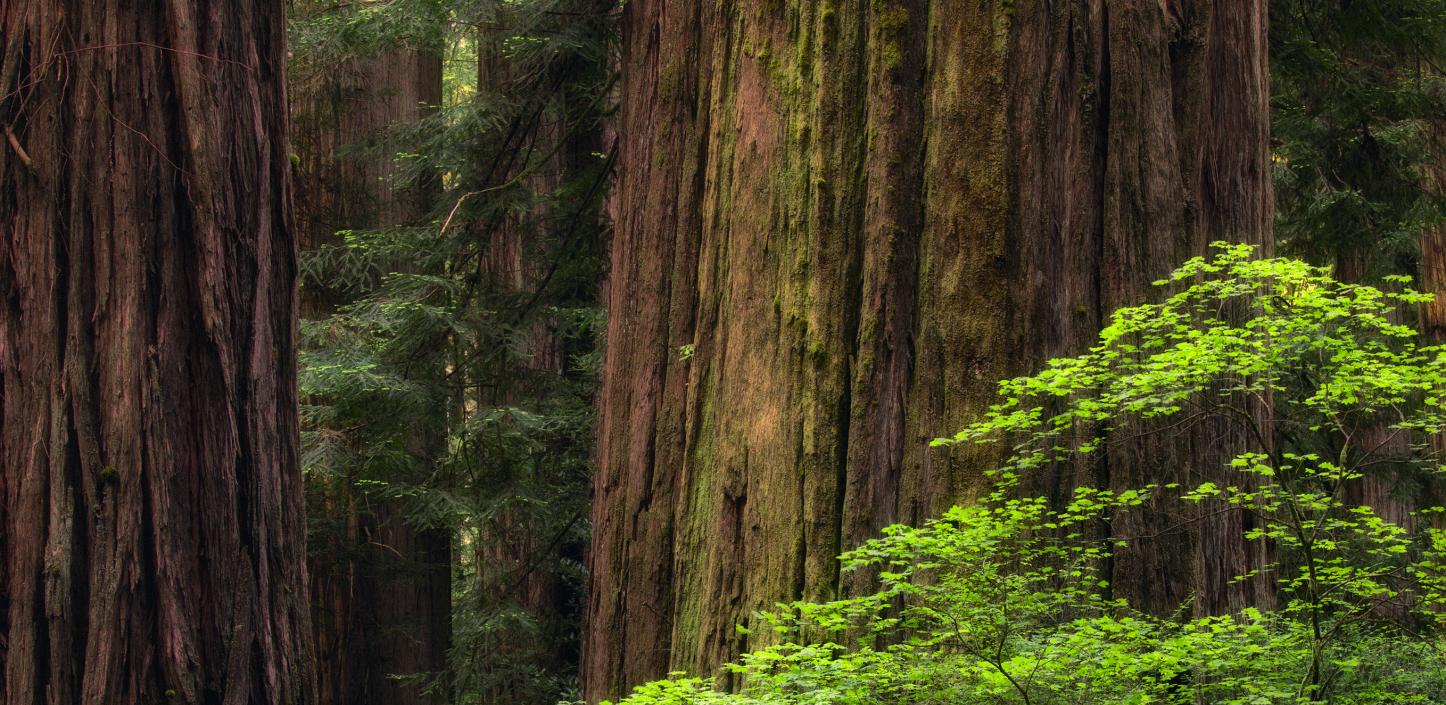 Redwood trees, California
