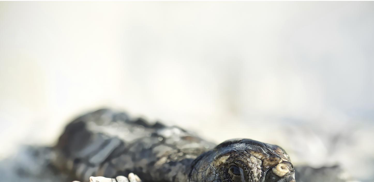 Loggerhead hatchling