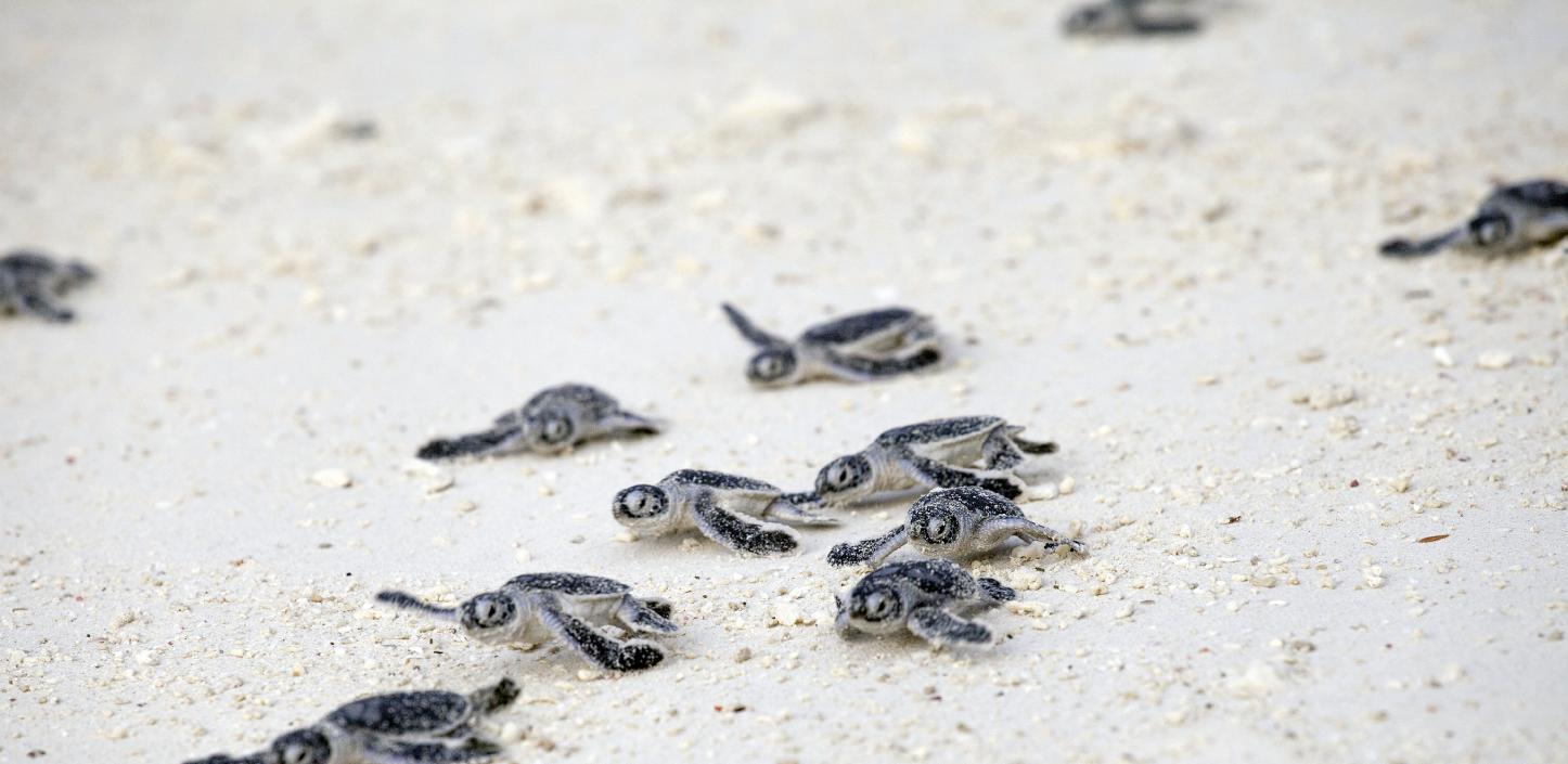 Green sea turtle hatchlings 