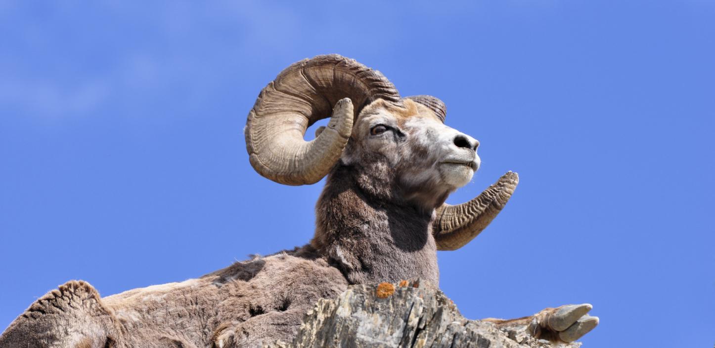 Bighorn sheep