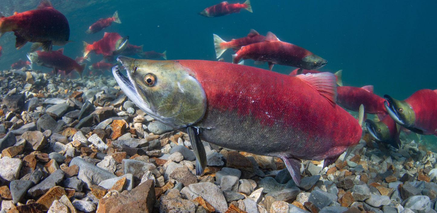 Sockeye salmon