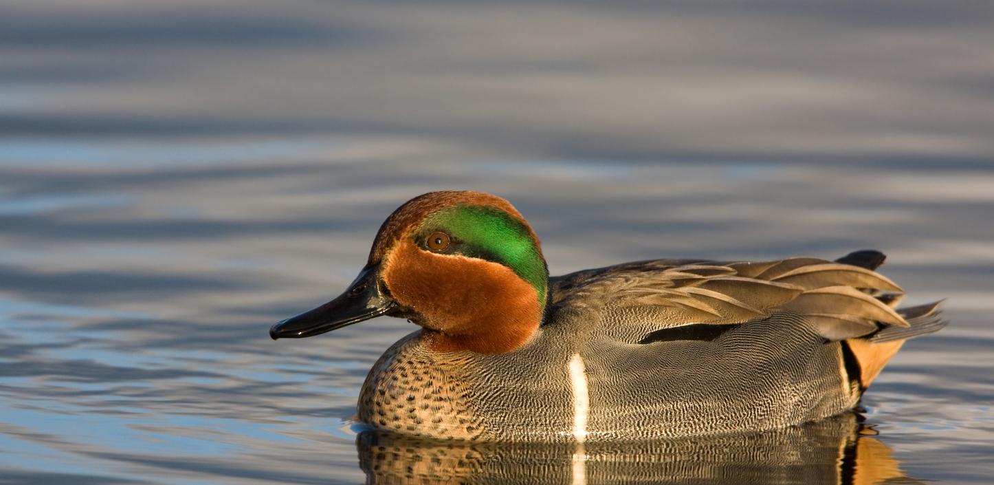 Green-winged teal