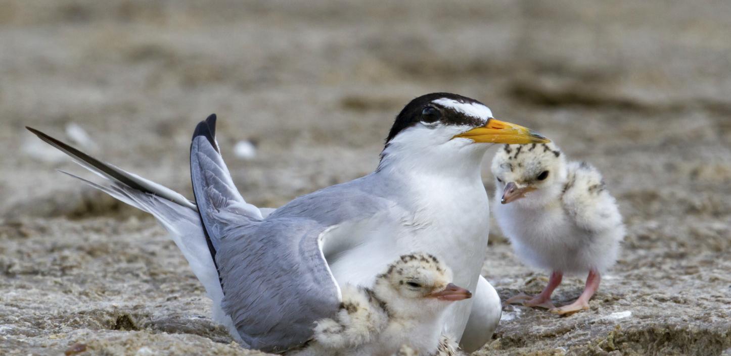 Least tern and chicks