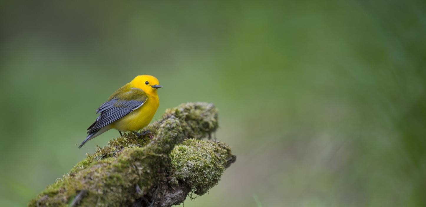 Prothonotary warbler