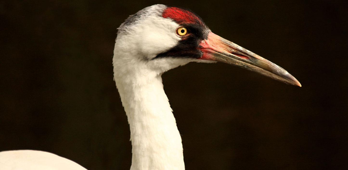 Whooping crane