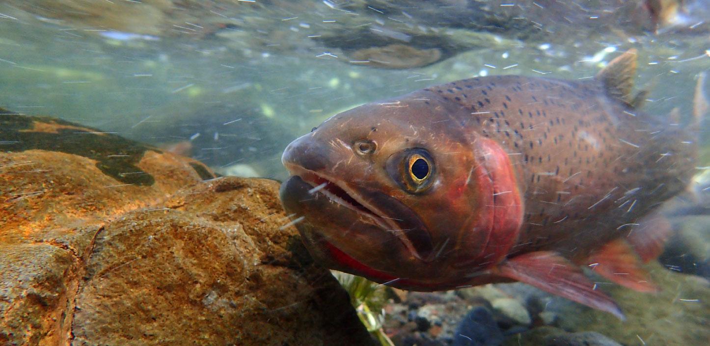 yellowstone-cutthroat-trout-1446x705.jpg