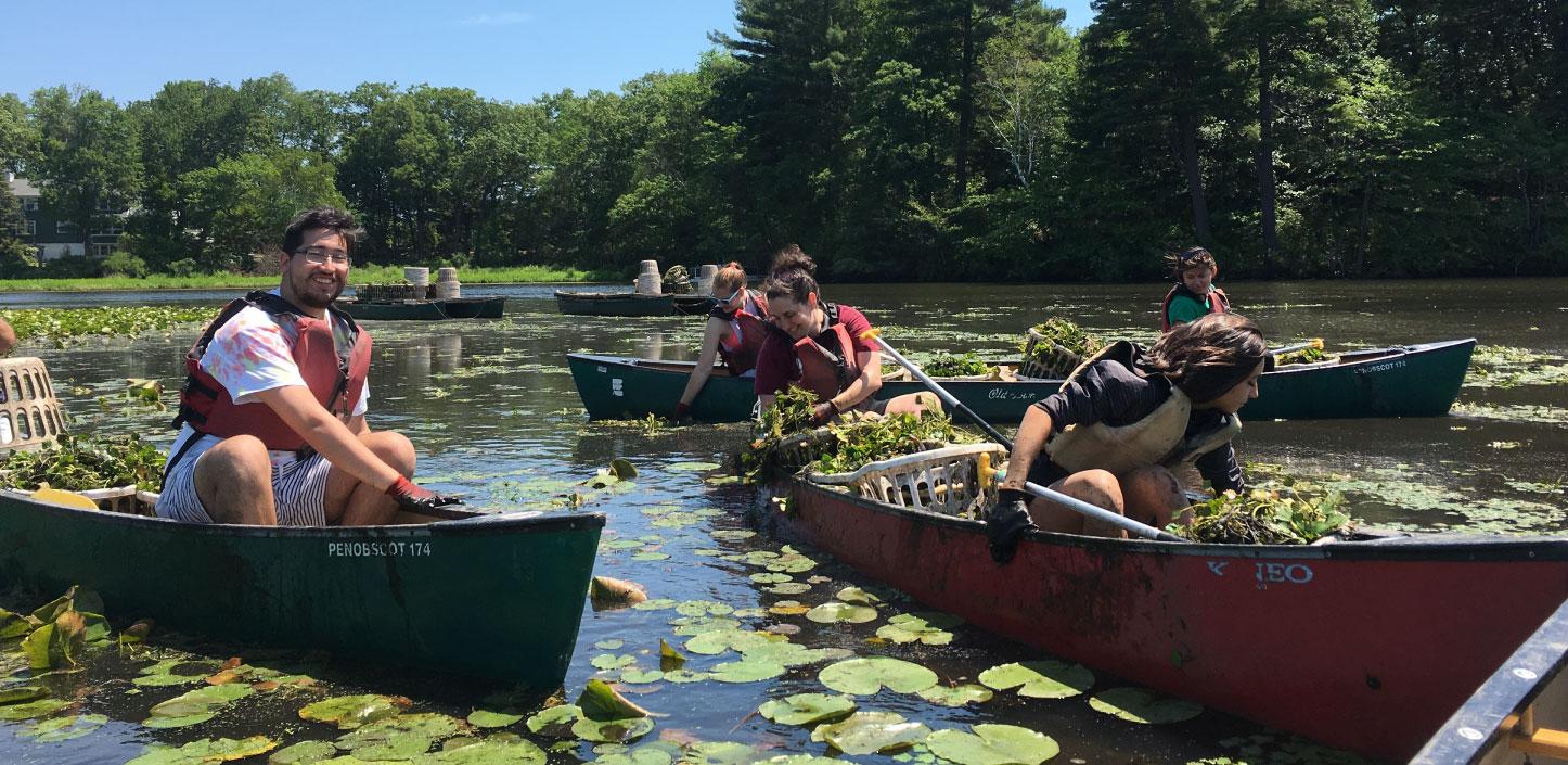 Volunteers remove invasive water chestnut on the Charles River in Boston, Massachusetts