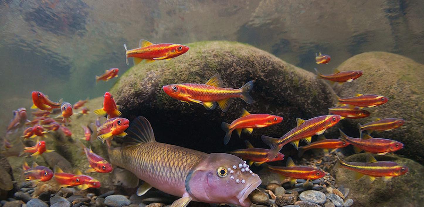 River chub and saffron shiners