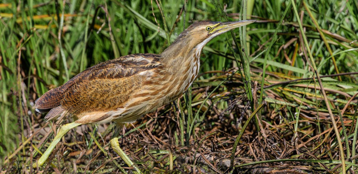 American bittern