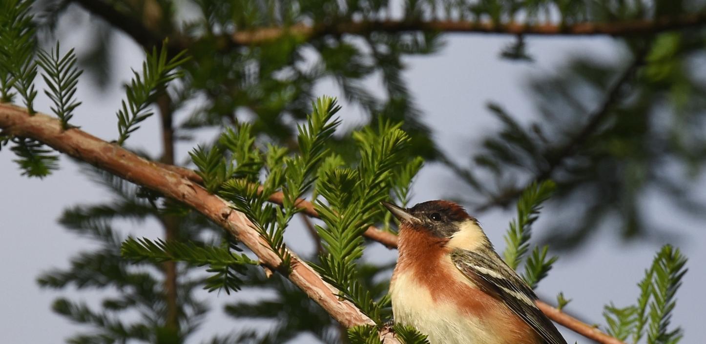 Bay-breasted warbler