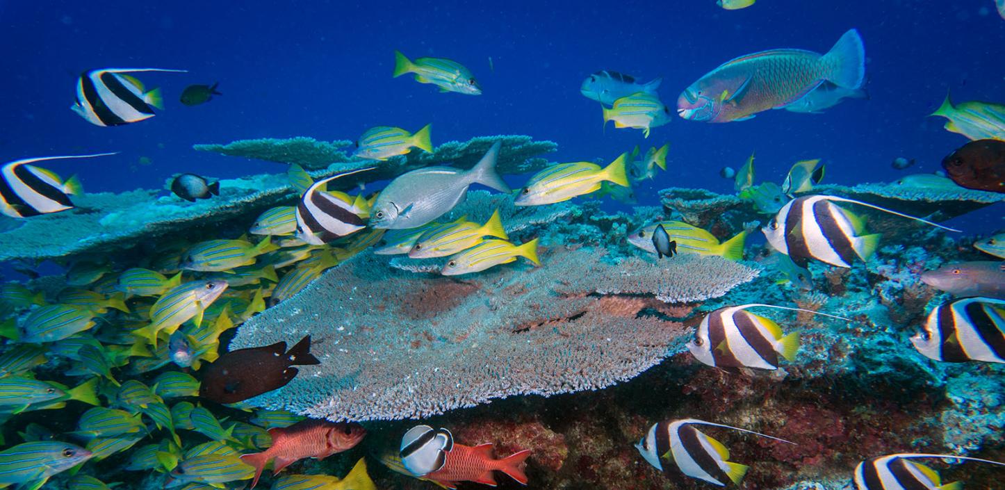 A variety of fish species swim above a patch reef 80 feet deep at French Frigate Shoals.