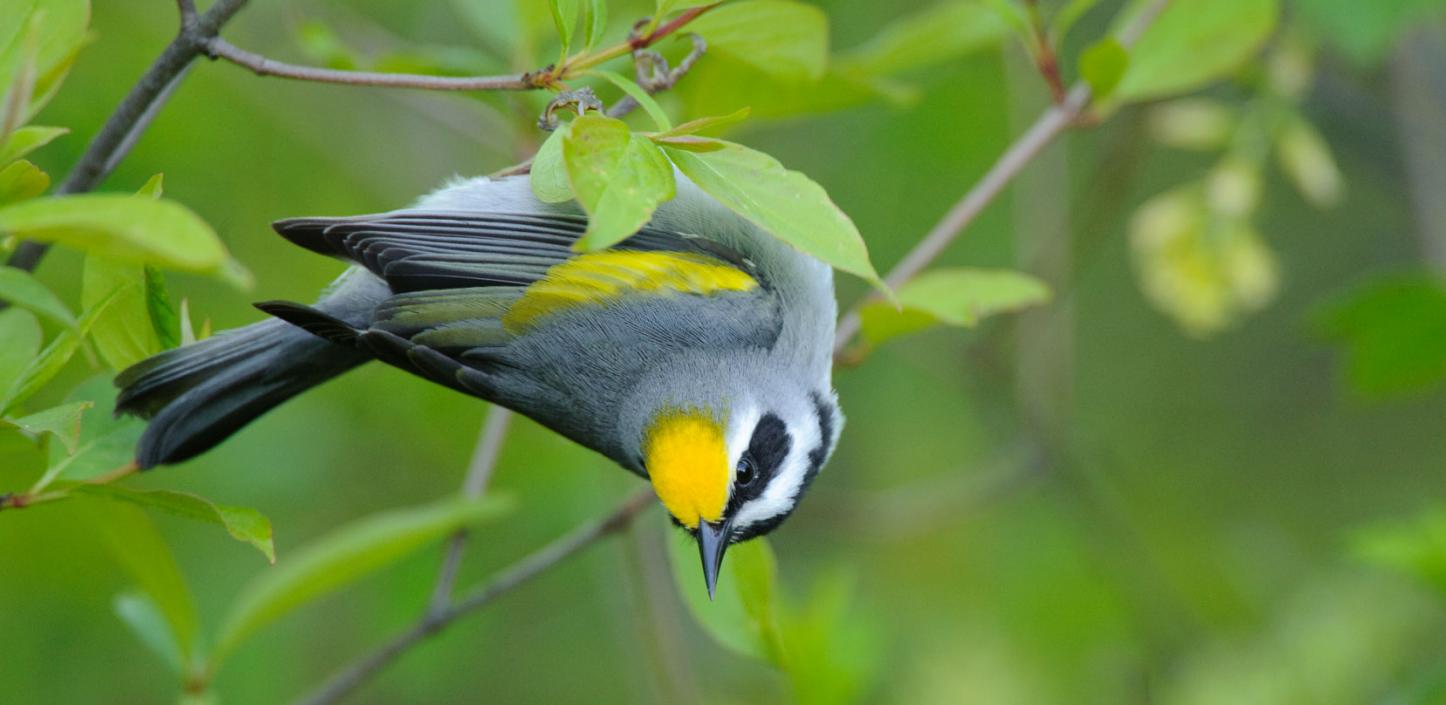 Golden-winged warbler 