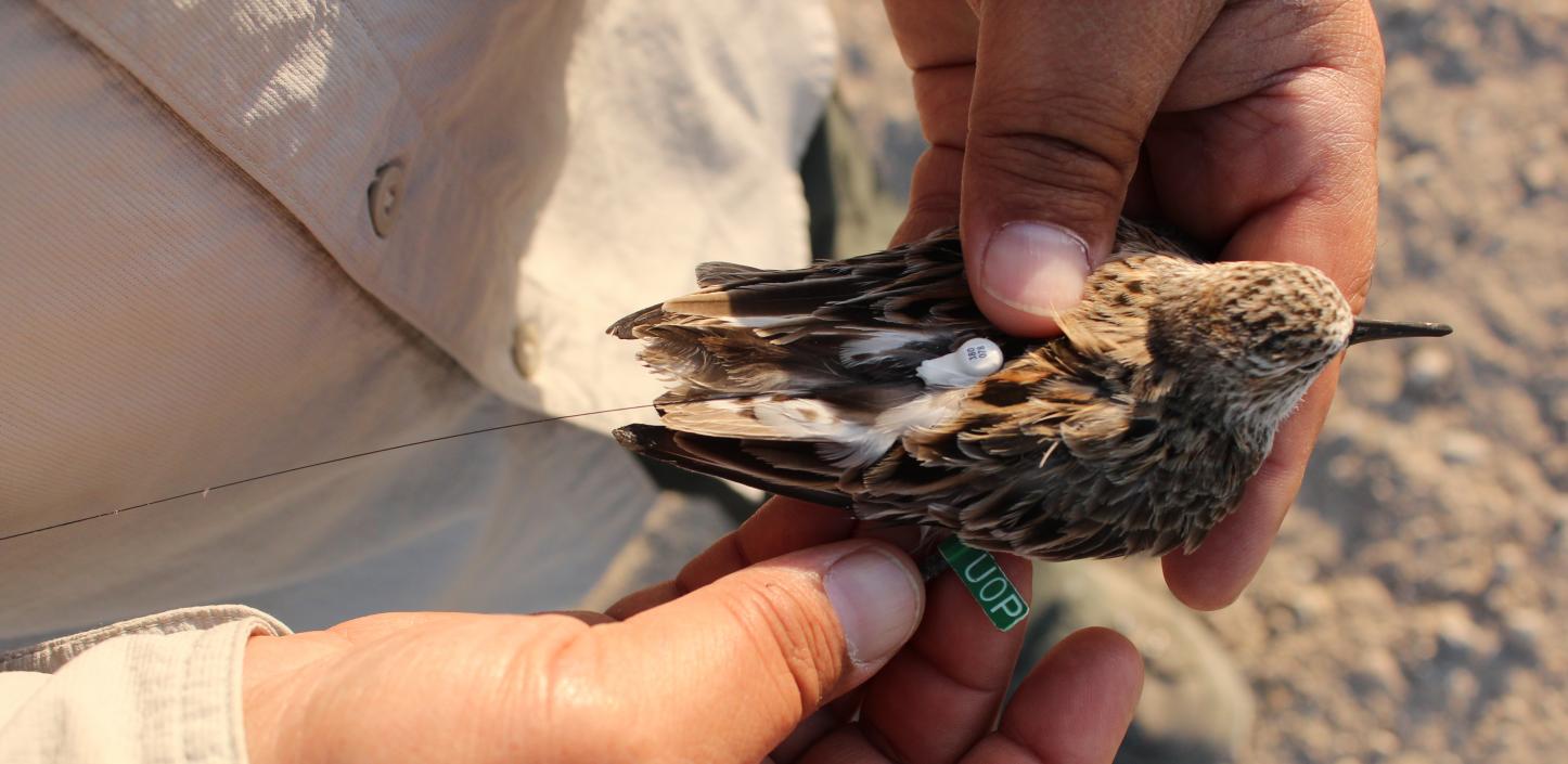 Researchers fitting semipalmated sandpiper with “nanotag” to track its movements in northern South America