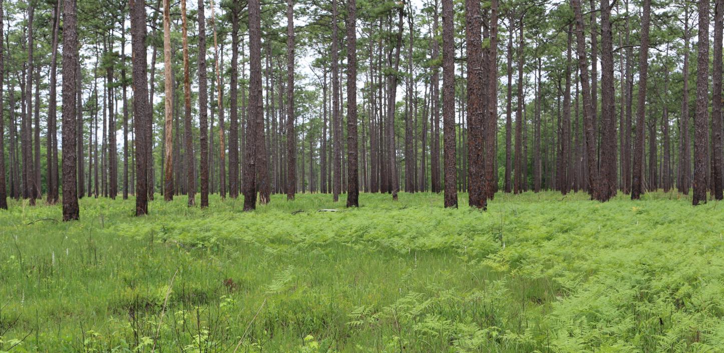 Longleaf forest