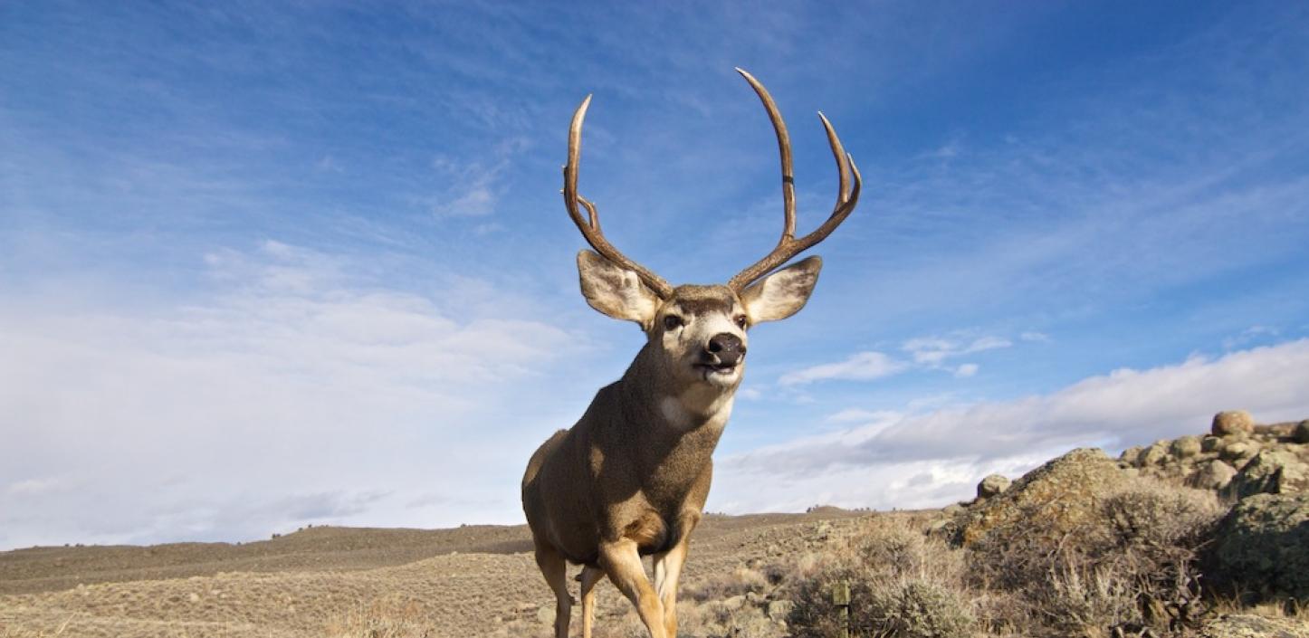 Mule deer