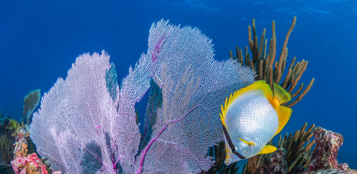 Butterfly fish and sea fan on a Florida reef