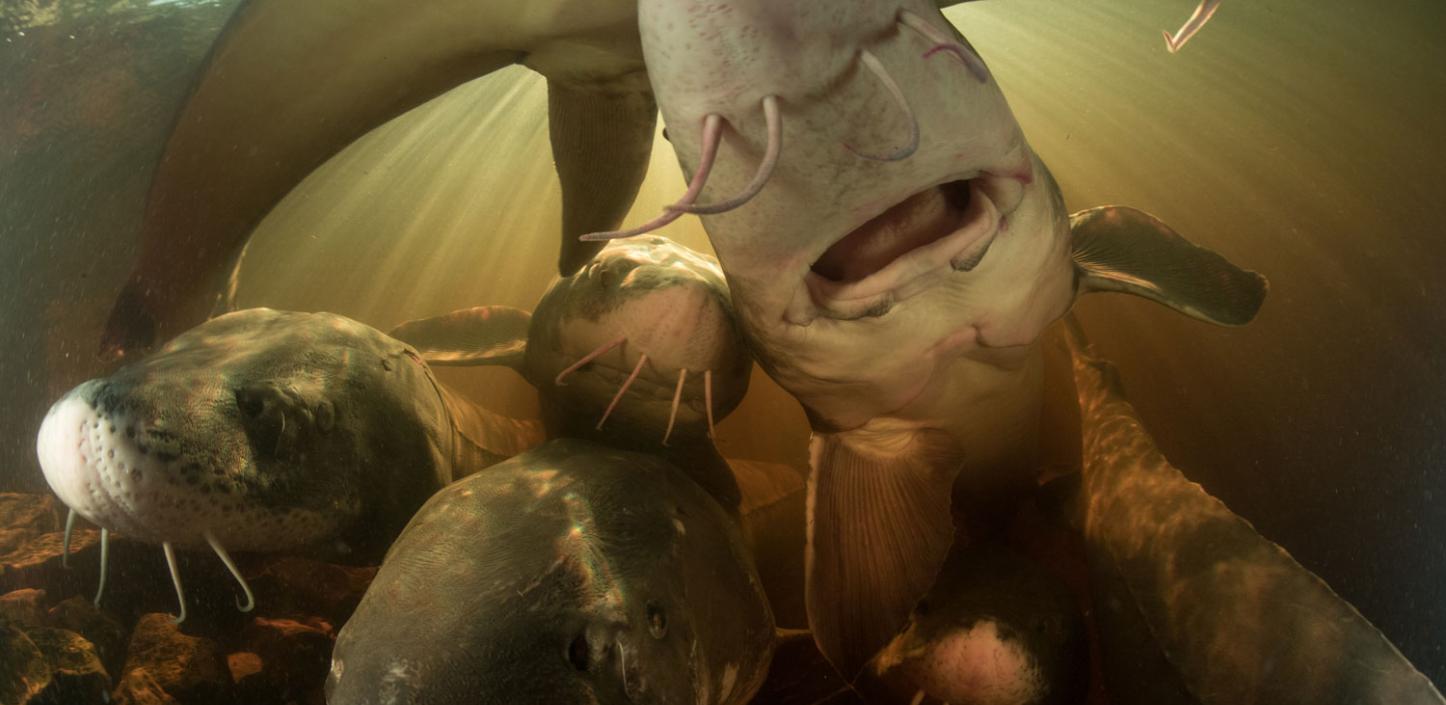 Lake sturgeon in a river near the Great Lakes