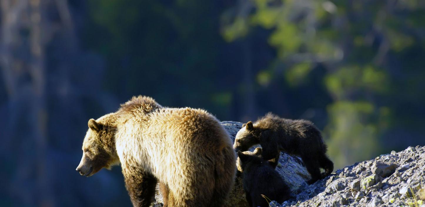 Grizzly bear and cubs