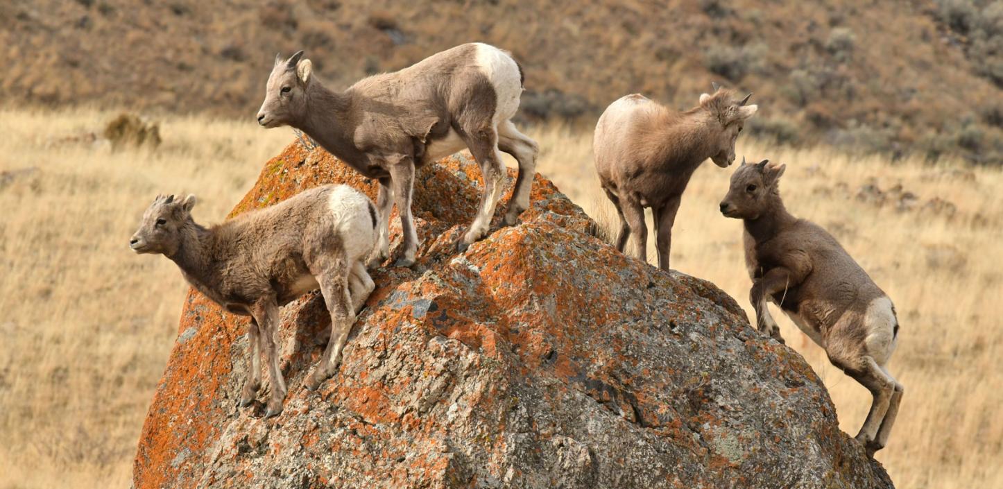 Bighorn sheep