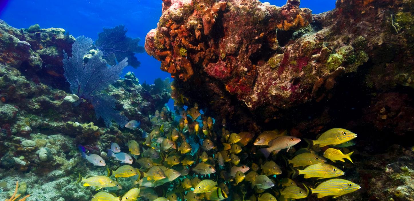 Fish and corals in the Florida Keys