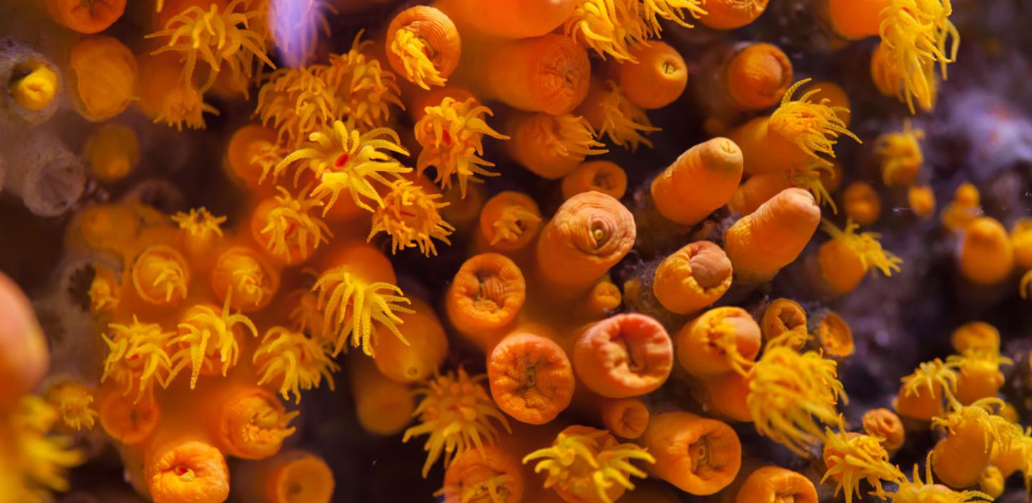 Corals, Puerto Rico