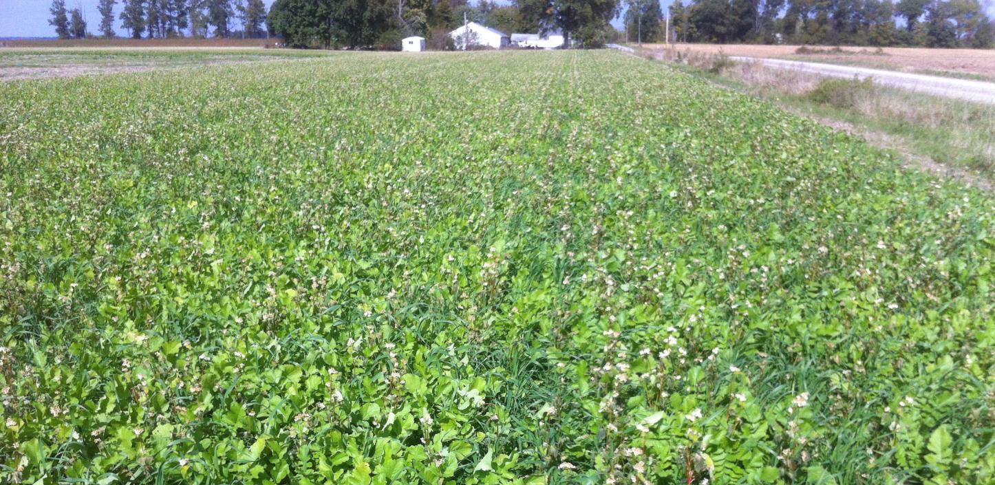 Cover crops